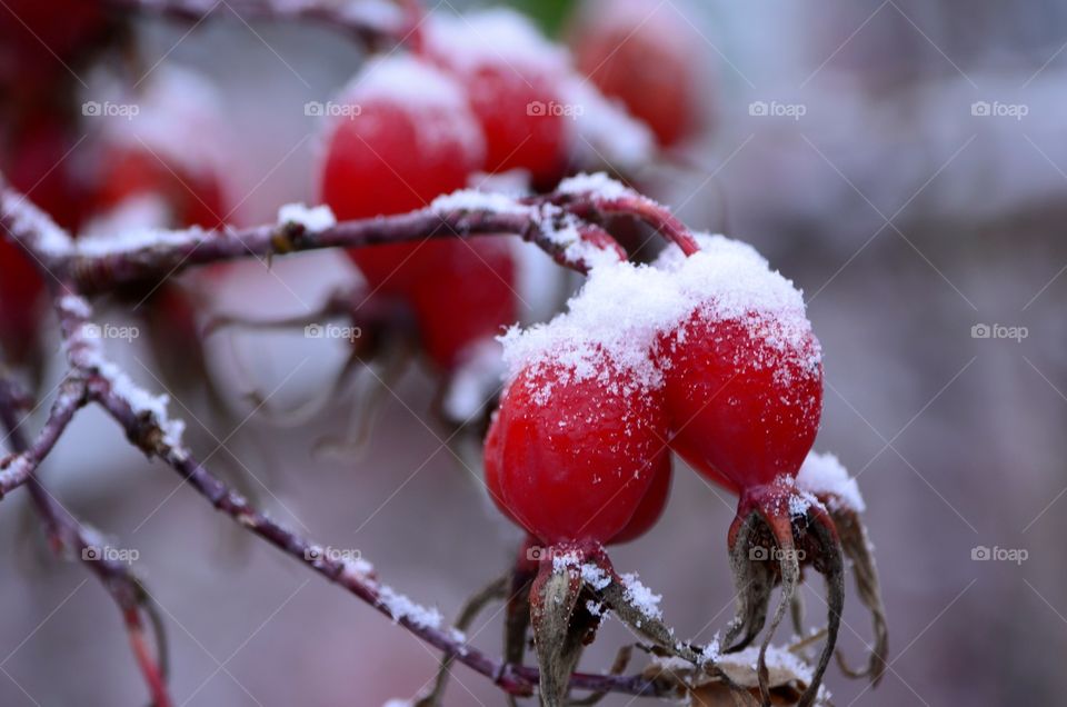 snow and berries