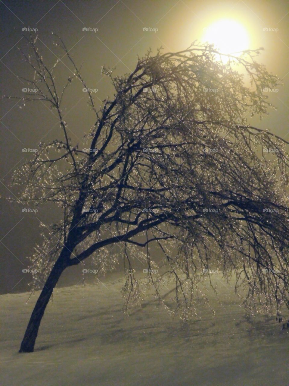 Froze tree leaning sideway