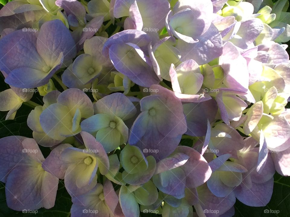 B closeup of purple hydrangea 
