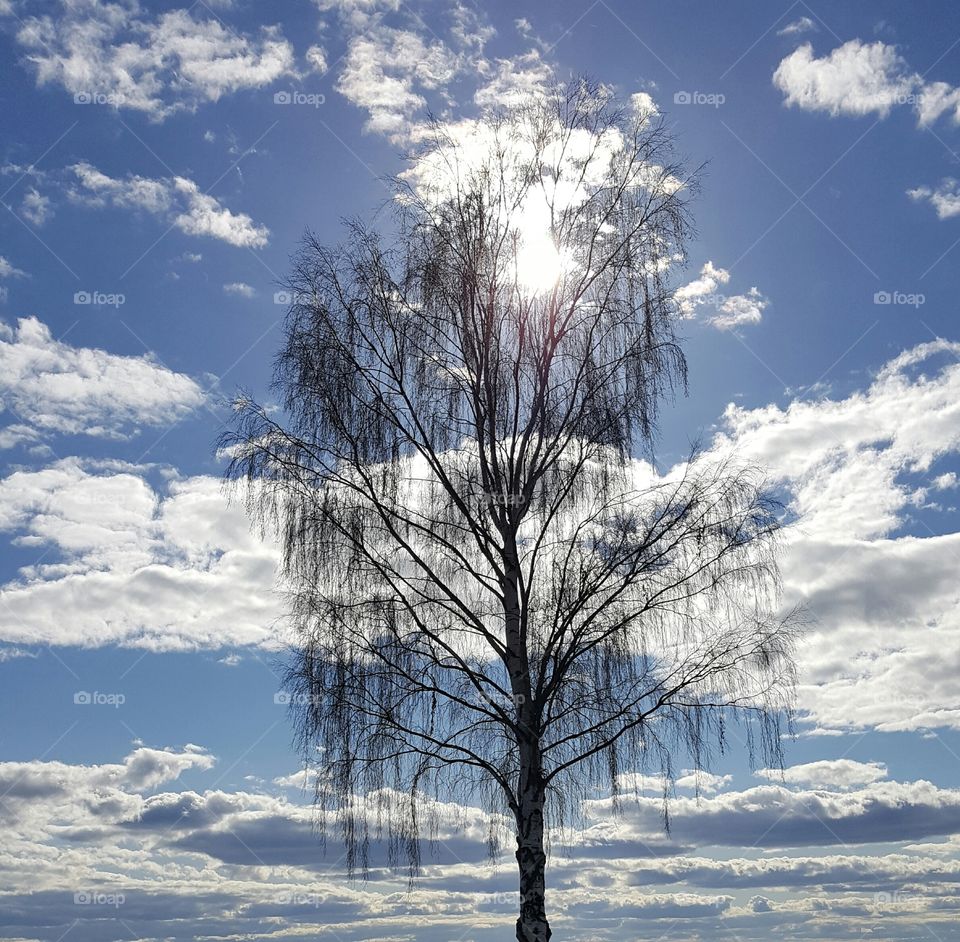 Single bare tree against sky