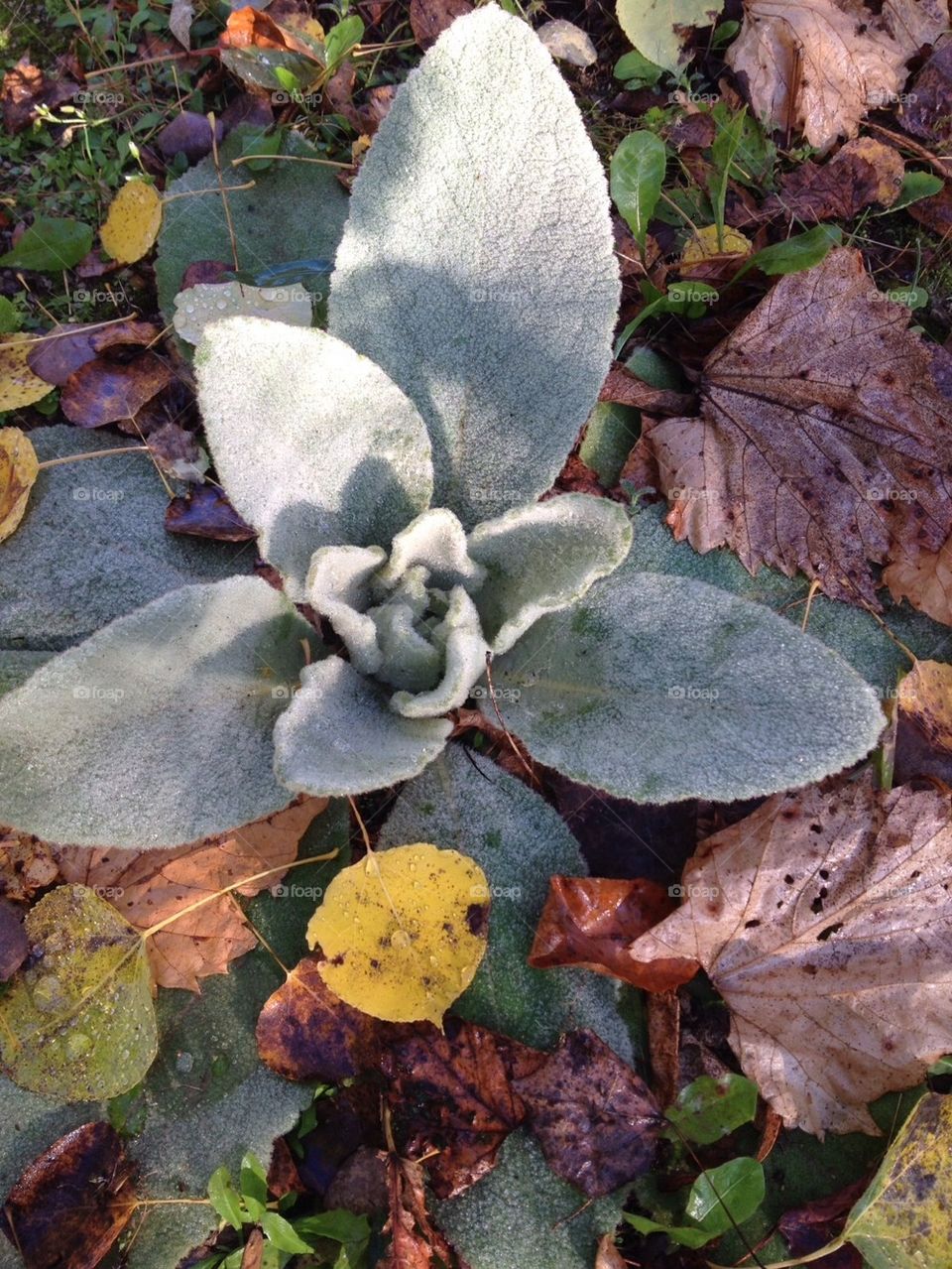 Lambs ear