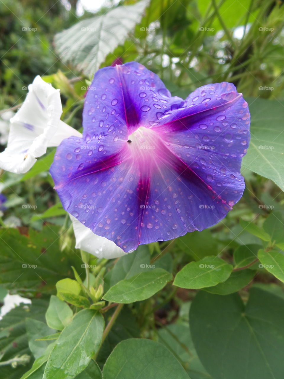 morning glory. blooming in front yard