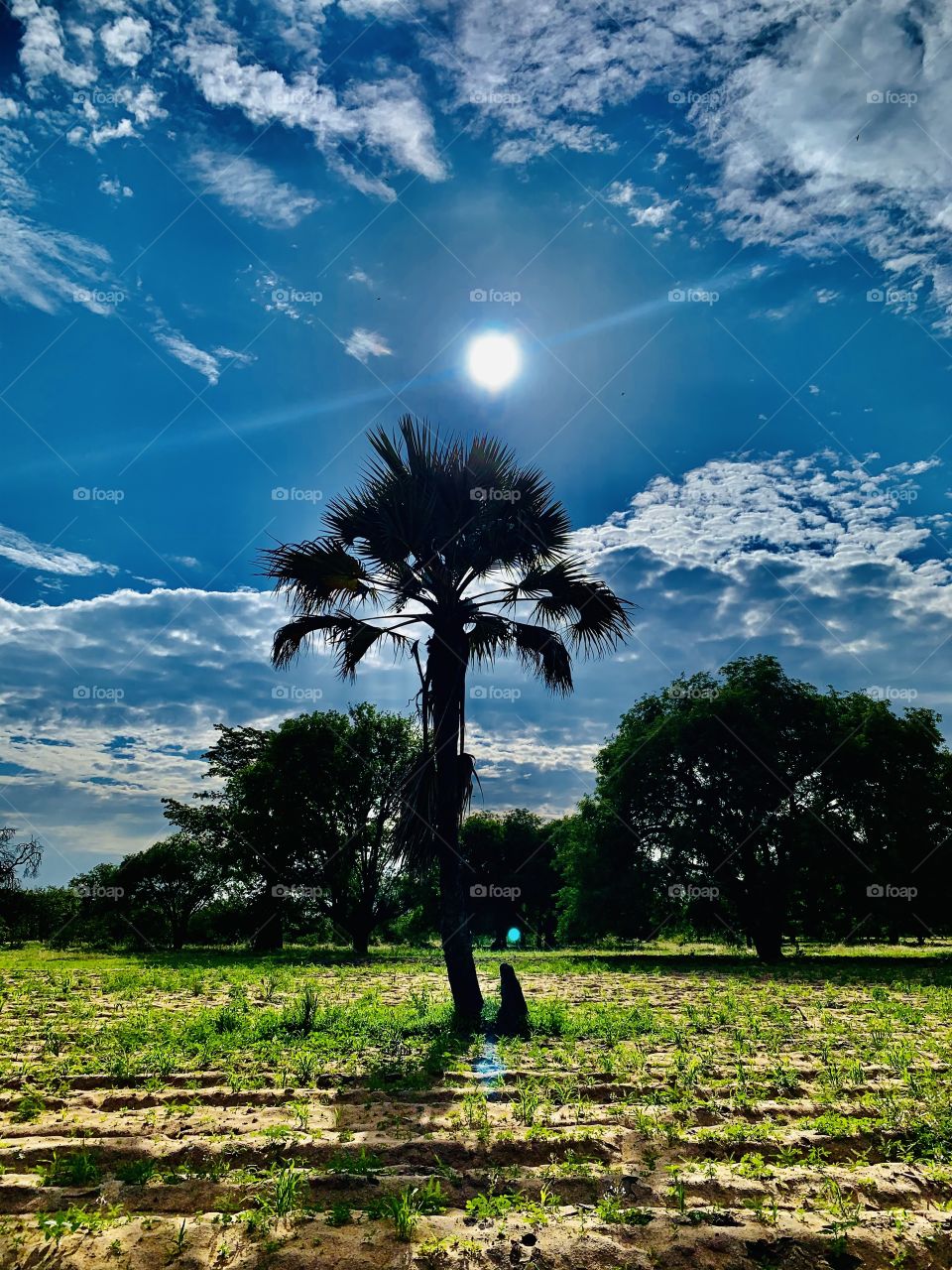View of the sun light through small clouds behind a small short palm tree. Perfect lighting and angle for for shots.