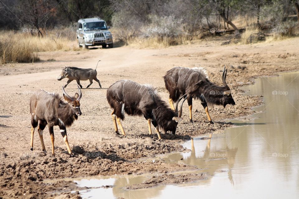 Njala buck and a warthog frequenting a water drinking hole at Mabalingwe South Africa