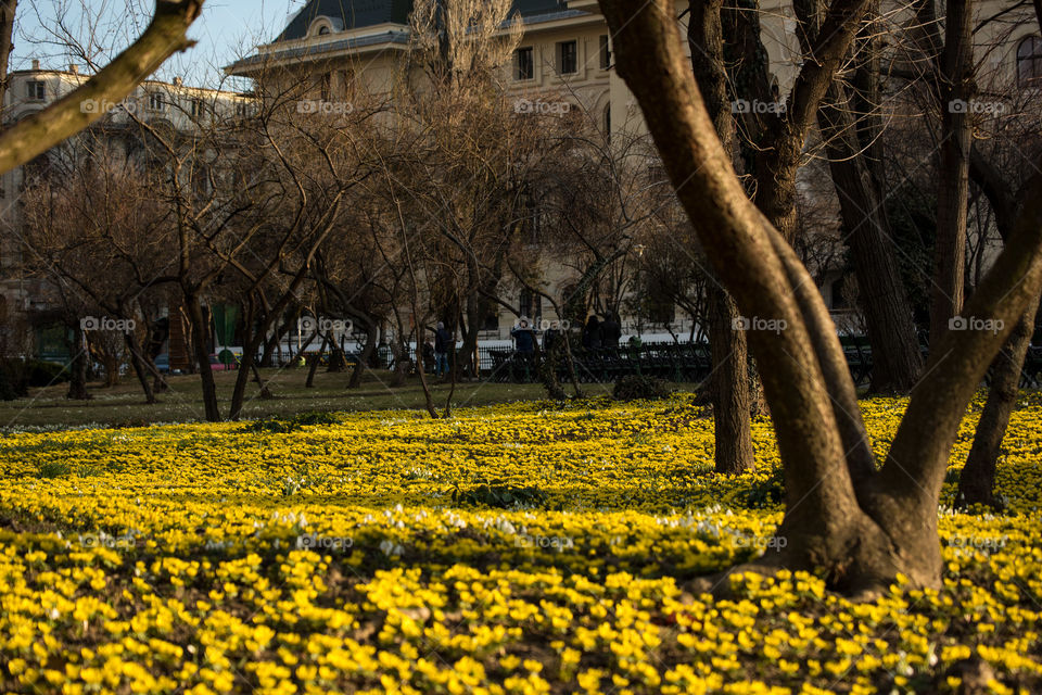 Tree, No Person, Flower, Landscape, Outdoors