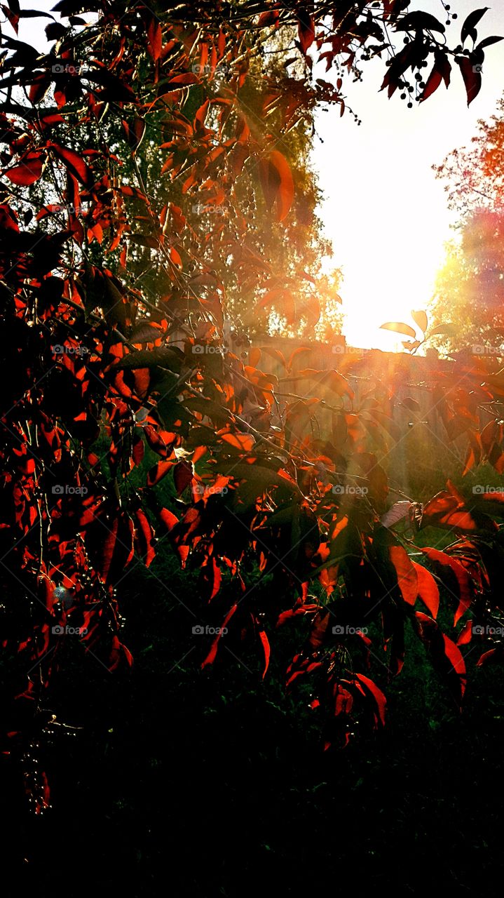 red leaves