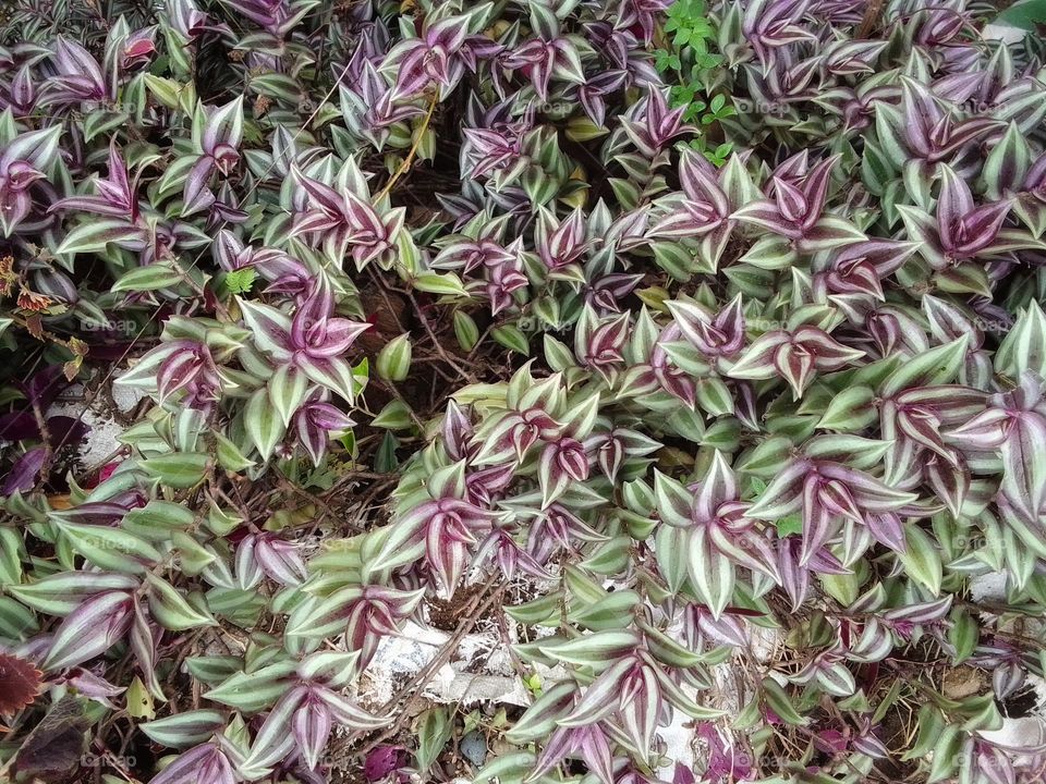 Purple and Green Flower