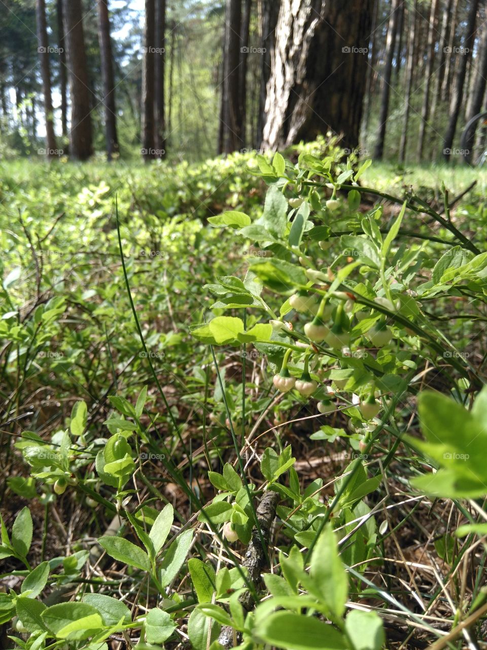 green forest spring time