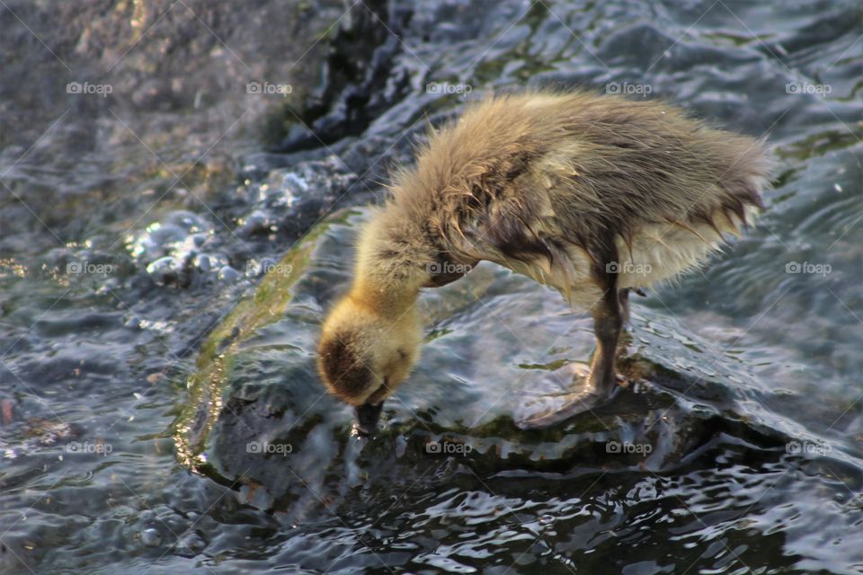 Wet downy gosling standing on slick rock feeding along Hudson River on May evening