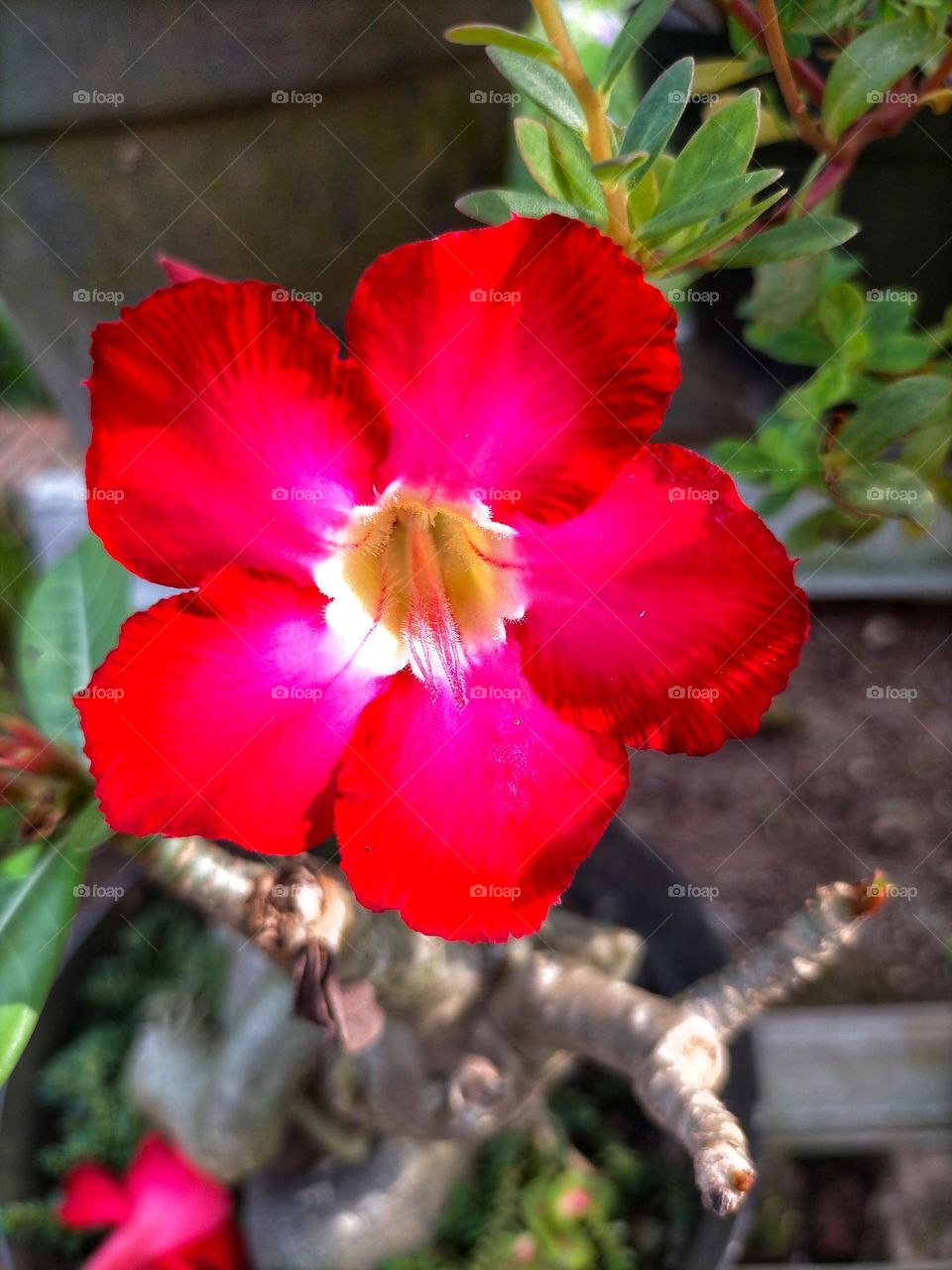 bright red flowers