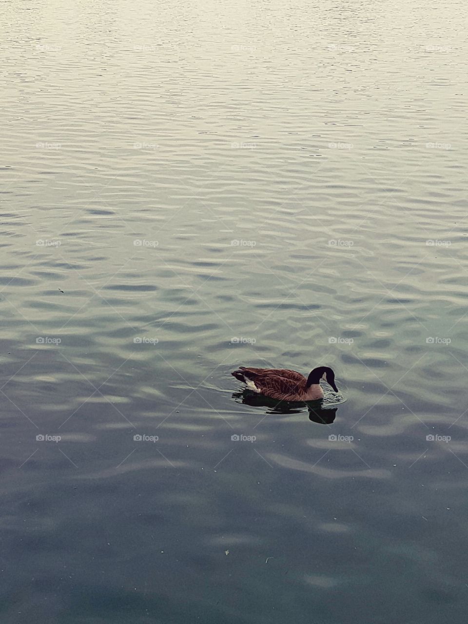A singular Canadian goose gliding through the serene water.