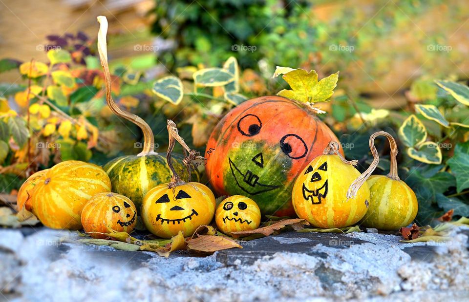 Autumn Season, Pumpkins