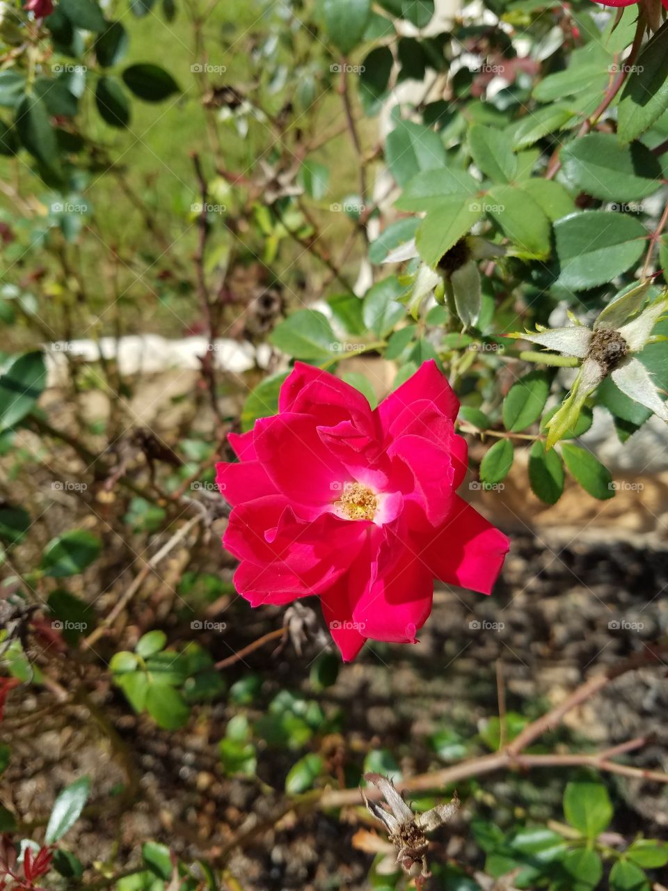 Close-up of red rose