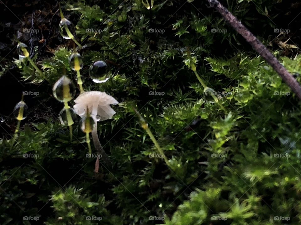 small fungus growing from the moss of a tree, rain droplets, wet, macro, delicate, fragile, small, helpless, detail, hydrated, hydration, nature,