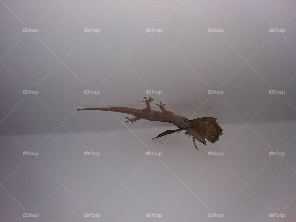 lizzard Hunting Butterfly