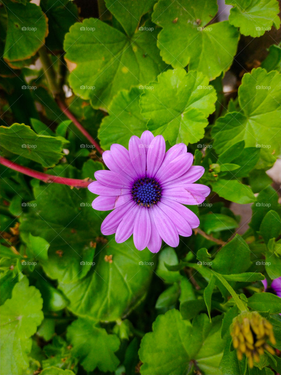 purple flower