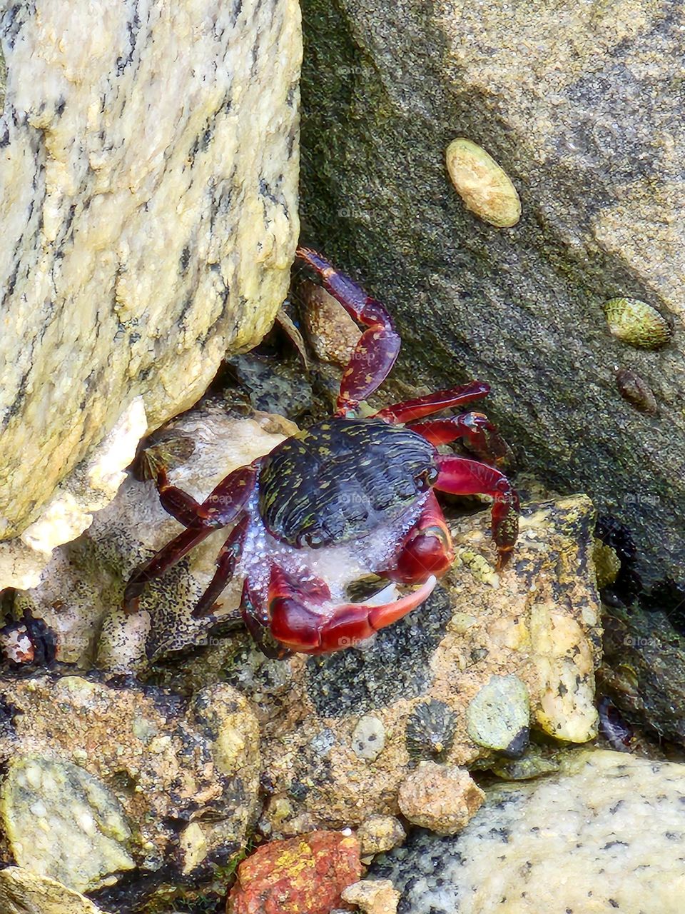 A small crab scurried over rocks in a low tide exposed area in Southern California