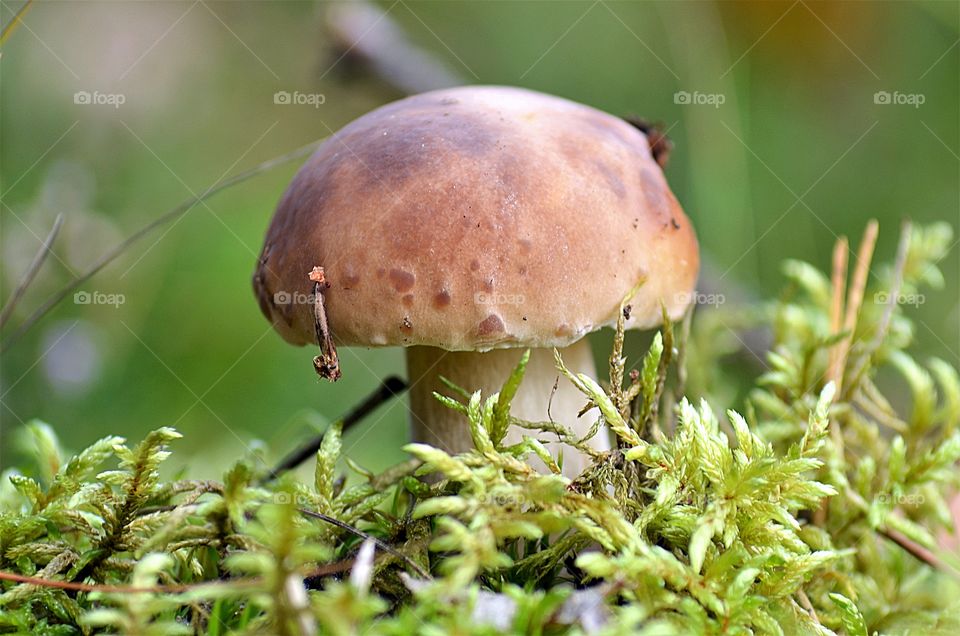 Forest mushroom