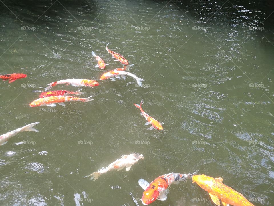 Fancy​ carp​ koi fish​
