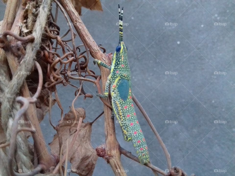 multy color insecta.very beautifull two antena are present on head part.Small tail.