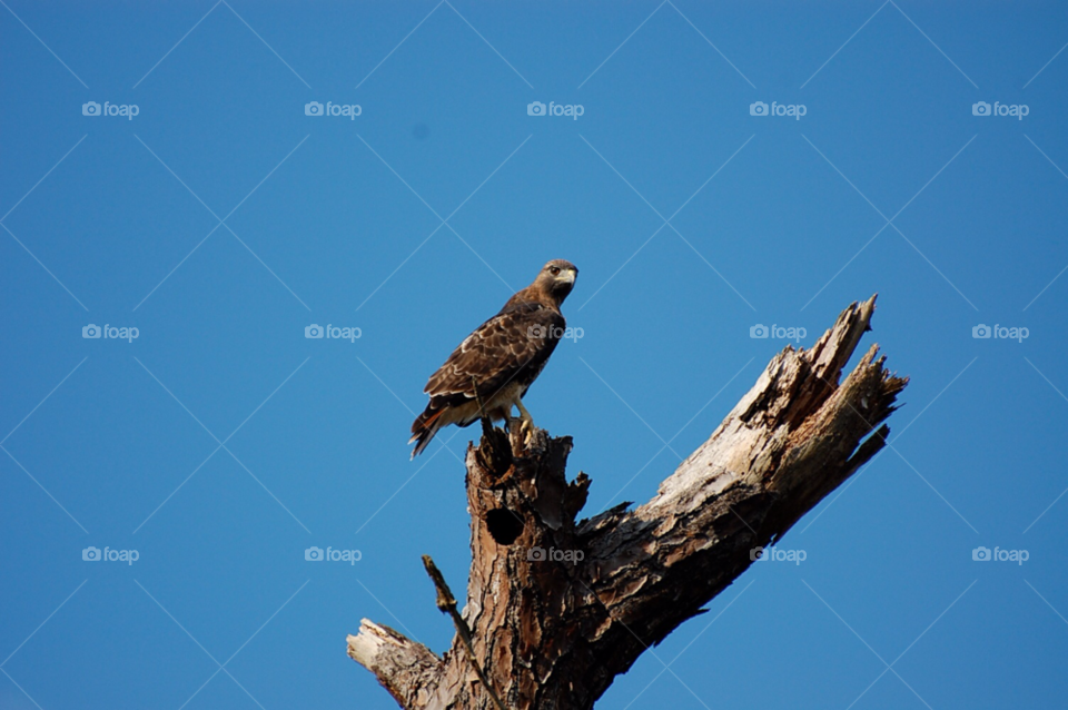 tree bird hawk florida by cwassi