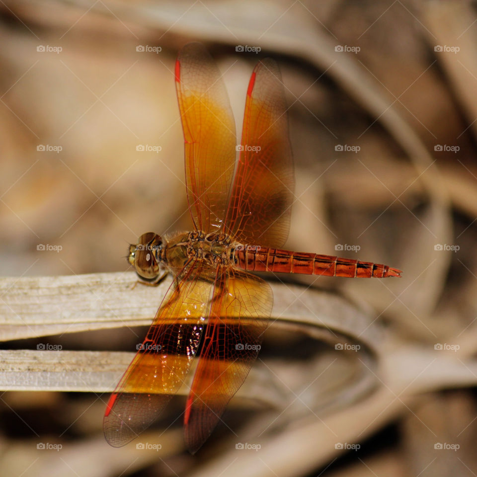 dragonfly