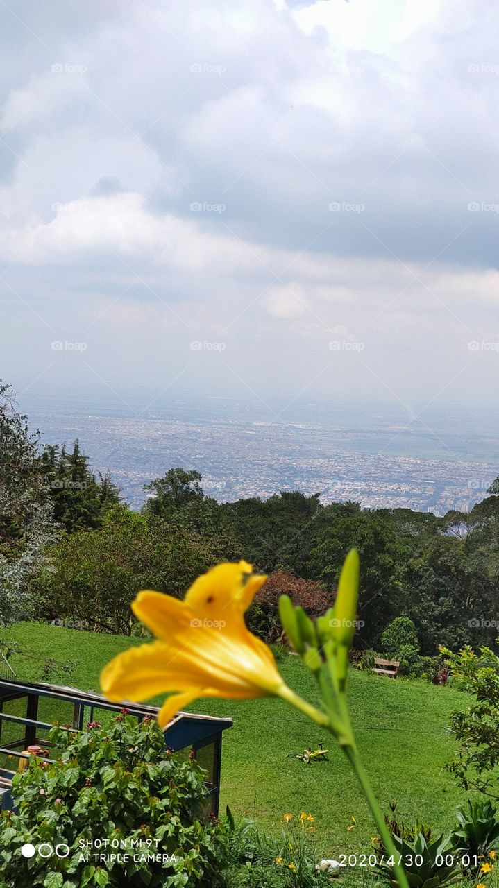 paisaje, naturaleza, fleur