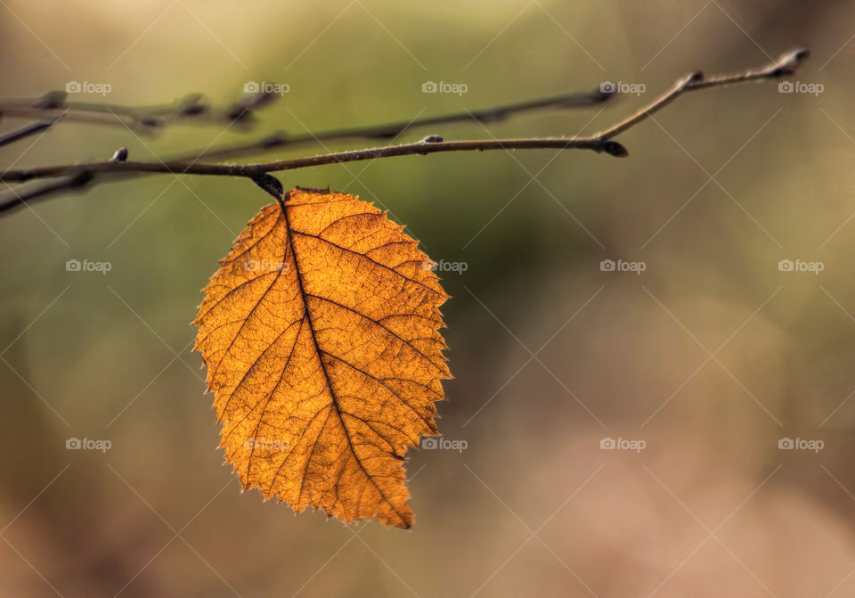 Orange leaf in autumn