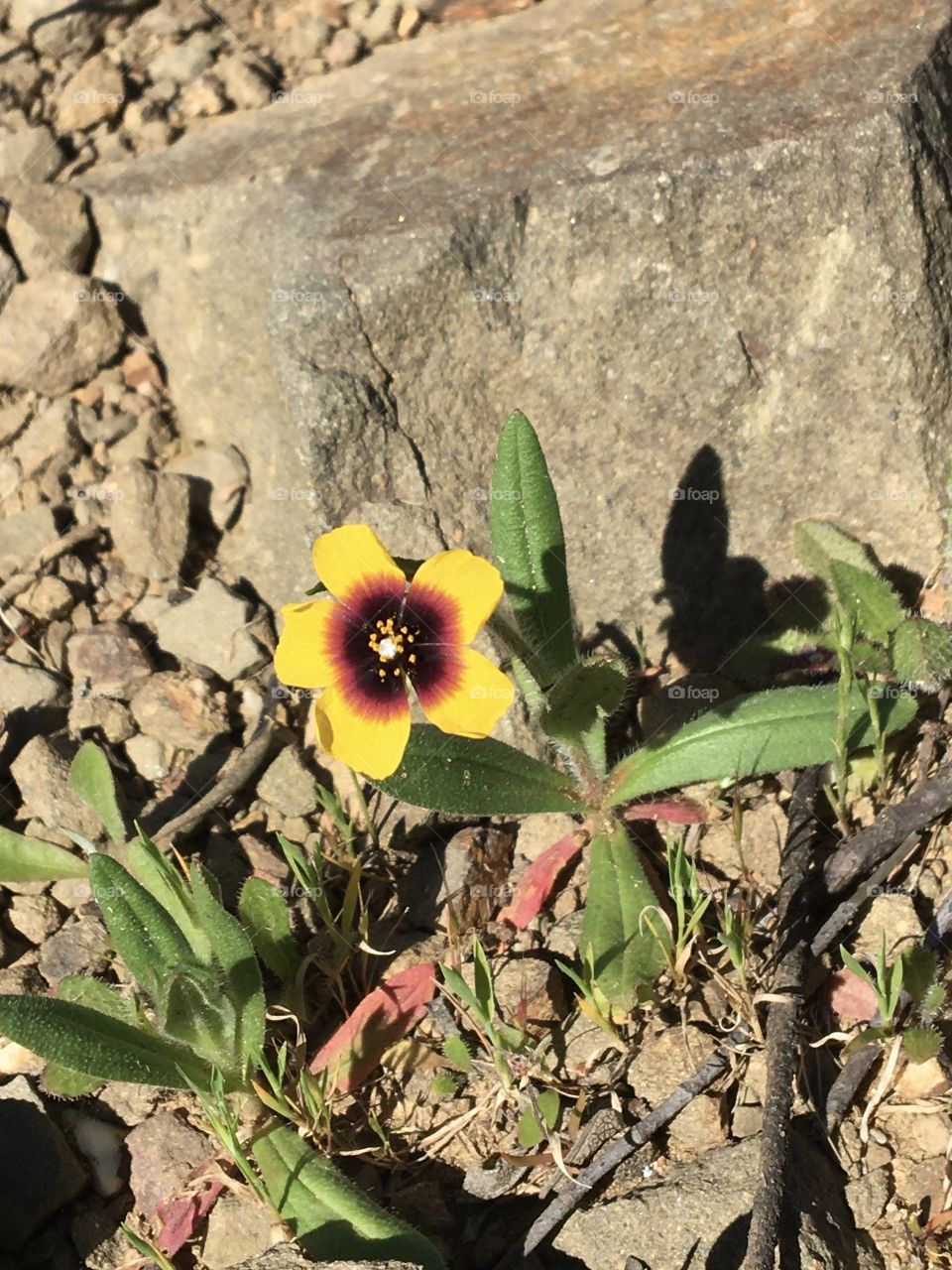 Little wild flower with original pattern 