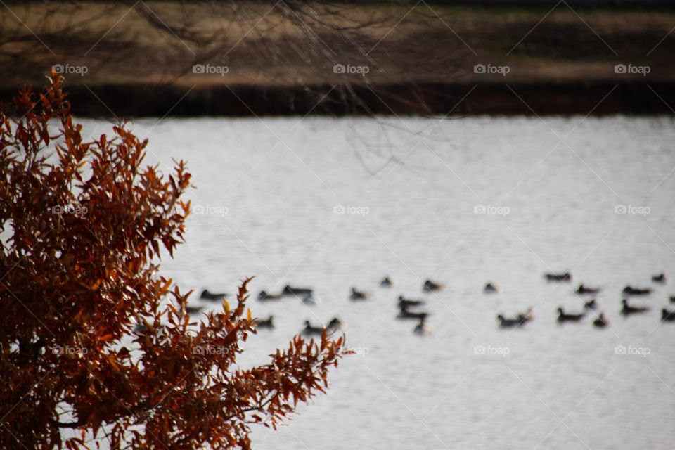 Winter on the Lake