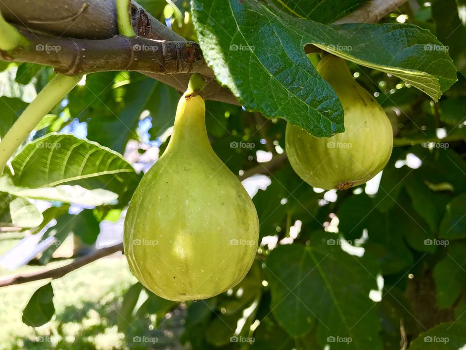 Fig season 