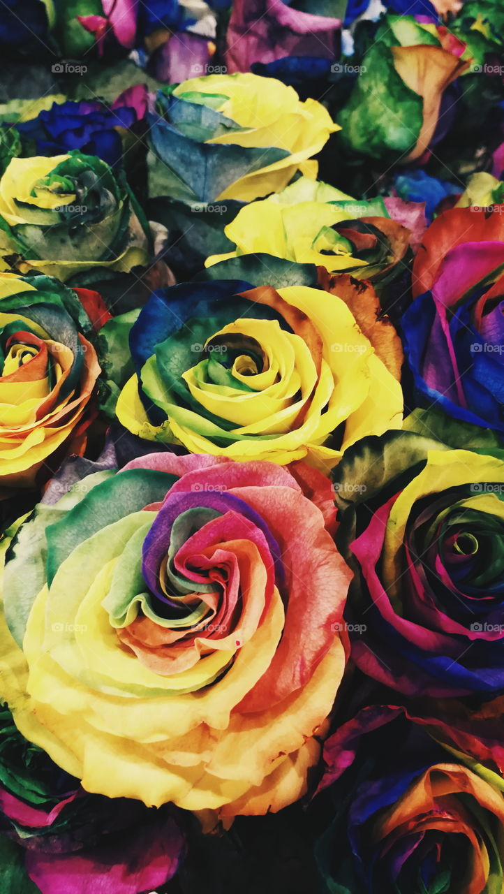 Multi colored roses