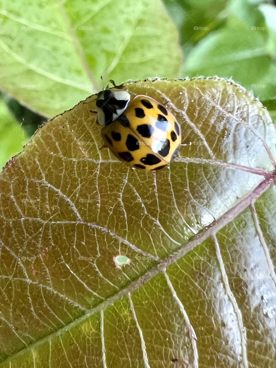 Ladybug 