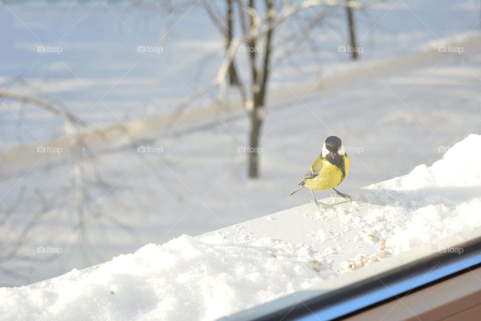 little bird winter time