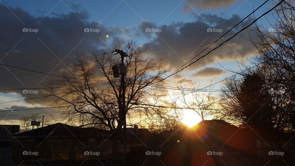 tree and sunset