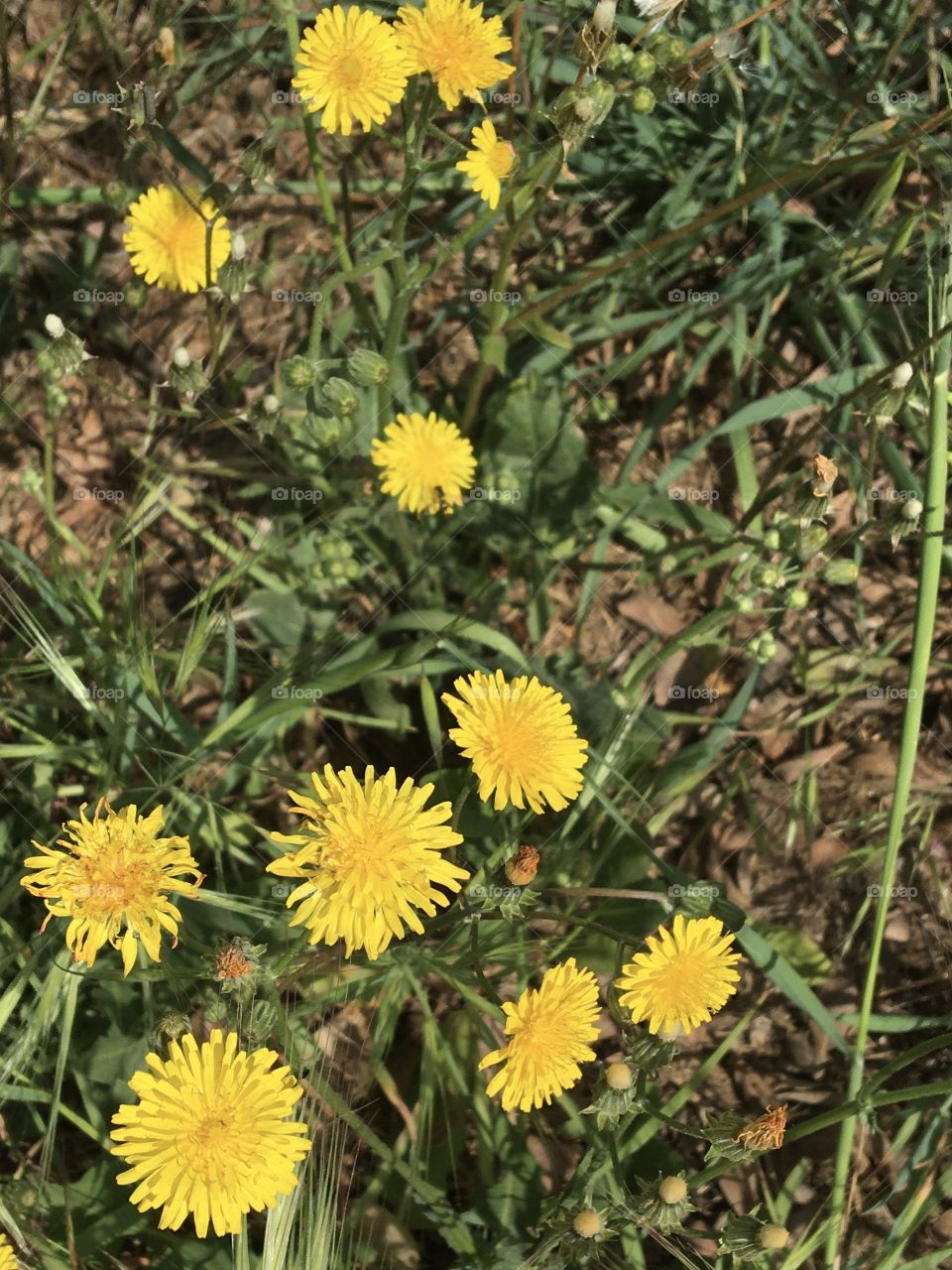 Yellow wild flowers