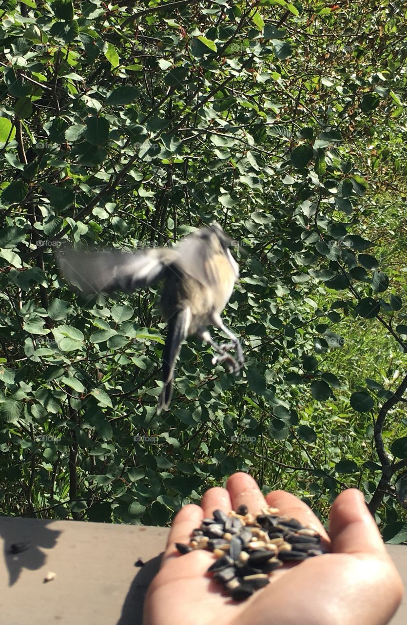 Nature, Leaf, Tree, Outdoors, Food