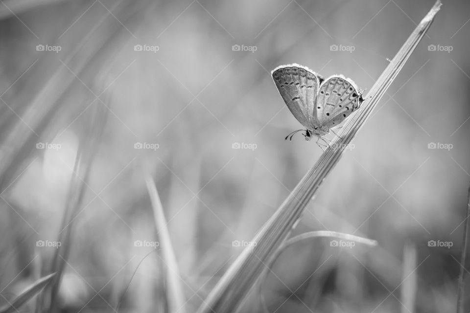 A tiny Eastern Tailed Blue delicately rests upon a blade of grass, with its proboscis comfortably curled into a spiral. 