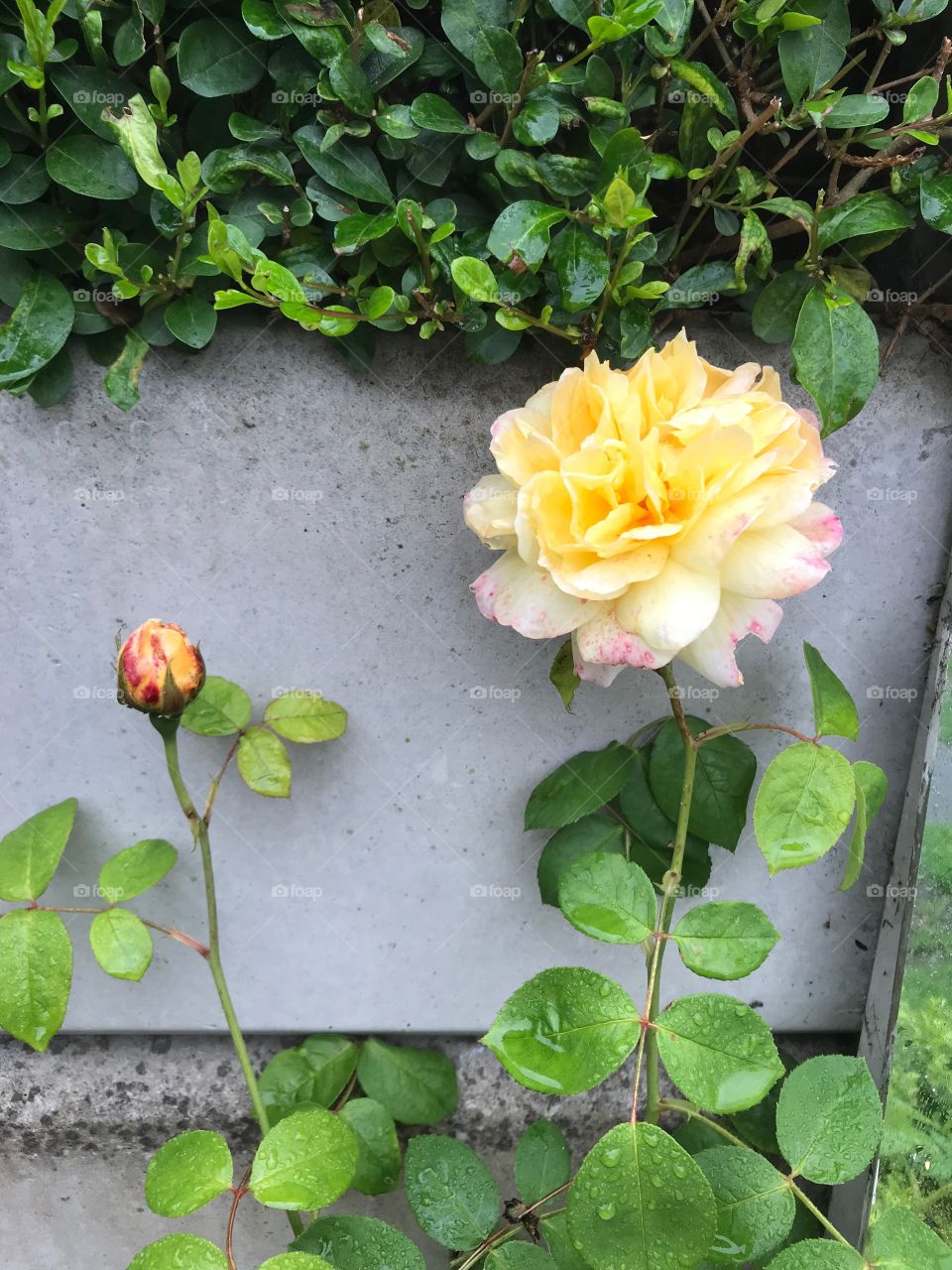Roses on a rainy morning