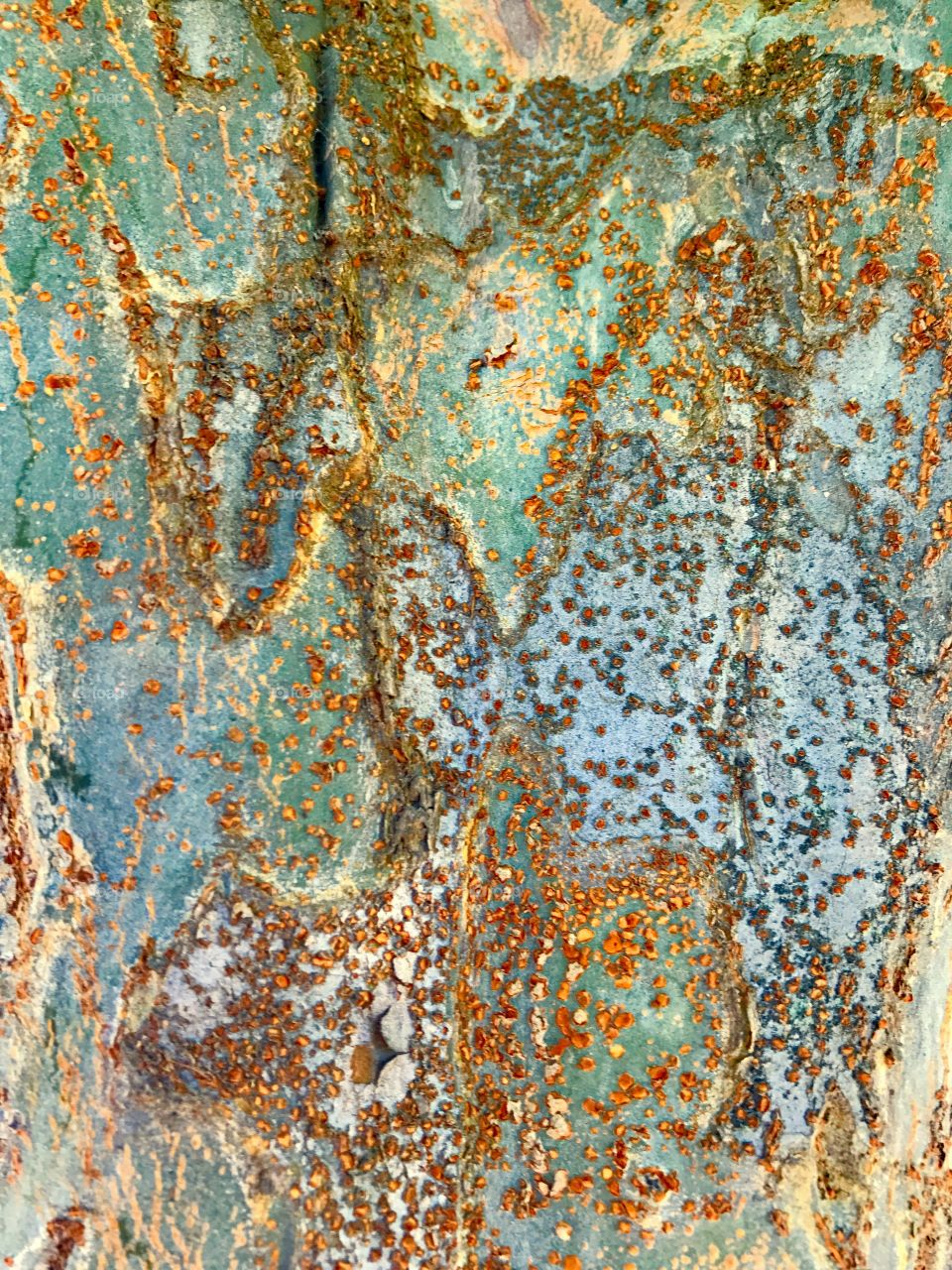 Tree Bark