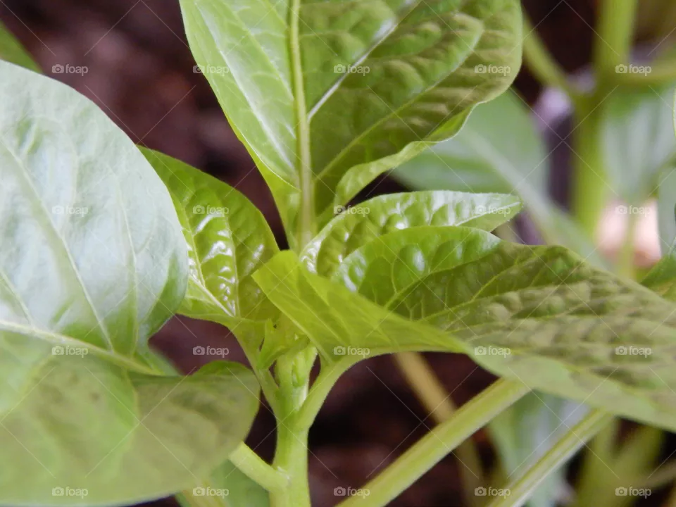 plant