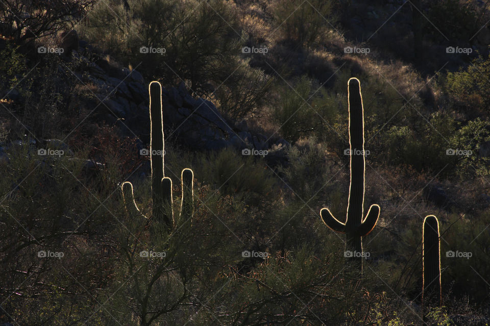 Three saguaros lit up by the sunset 