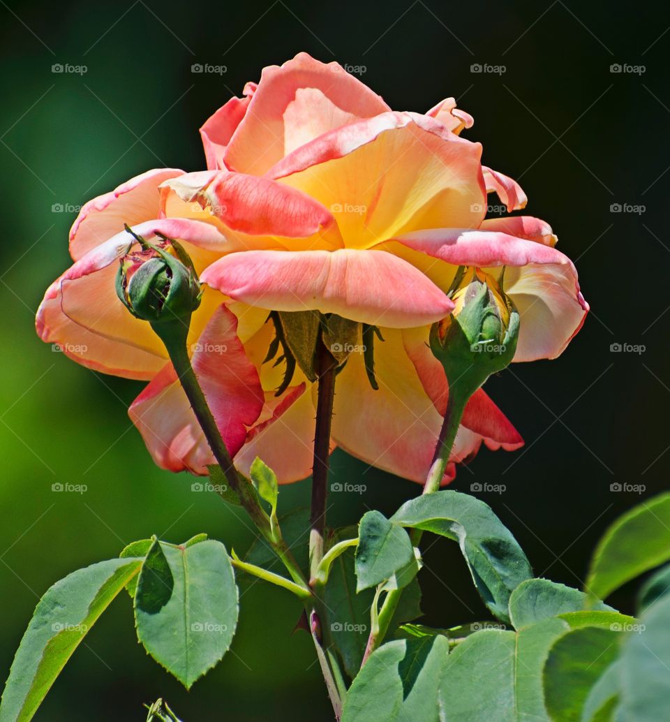 rose. in my garden