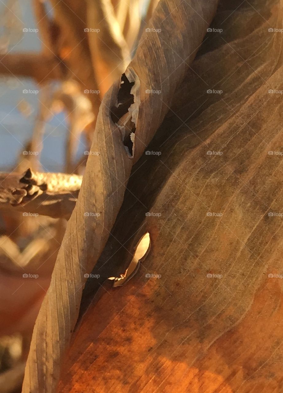 Curled senesced leaf