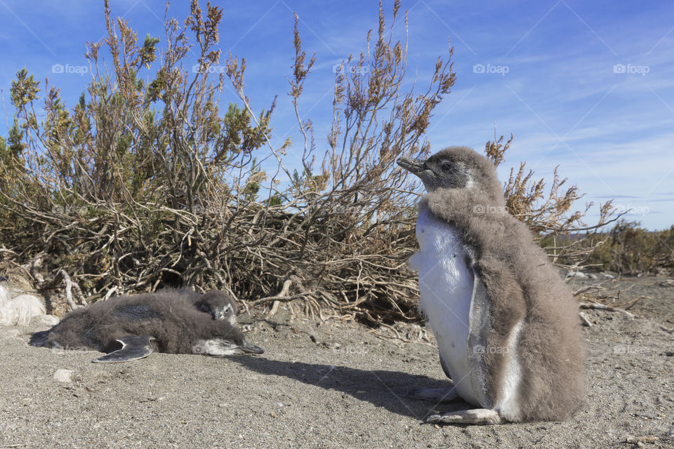 Pinguenera Faro Cabo Virgenes.