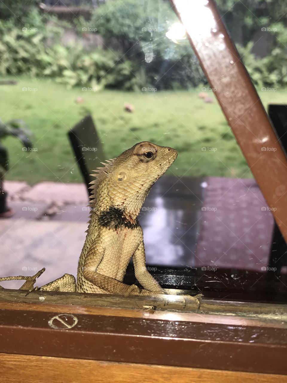 Cheeky Indian lizard having a peek from the glass doors..