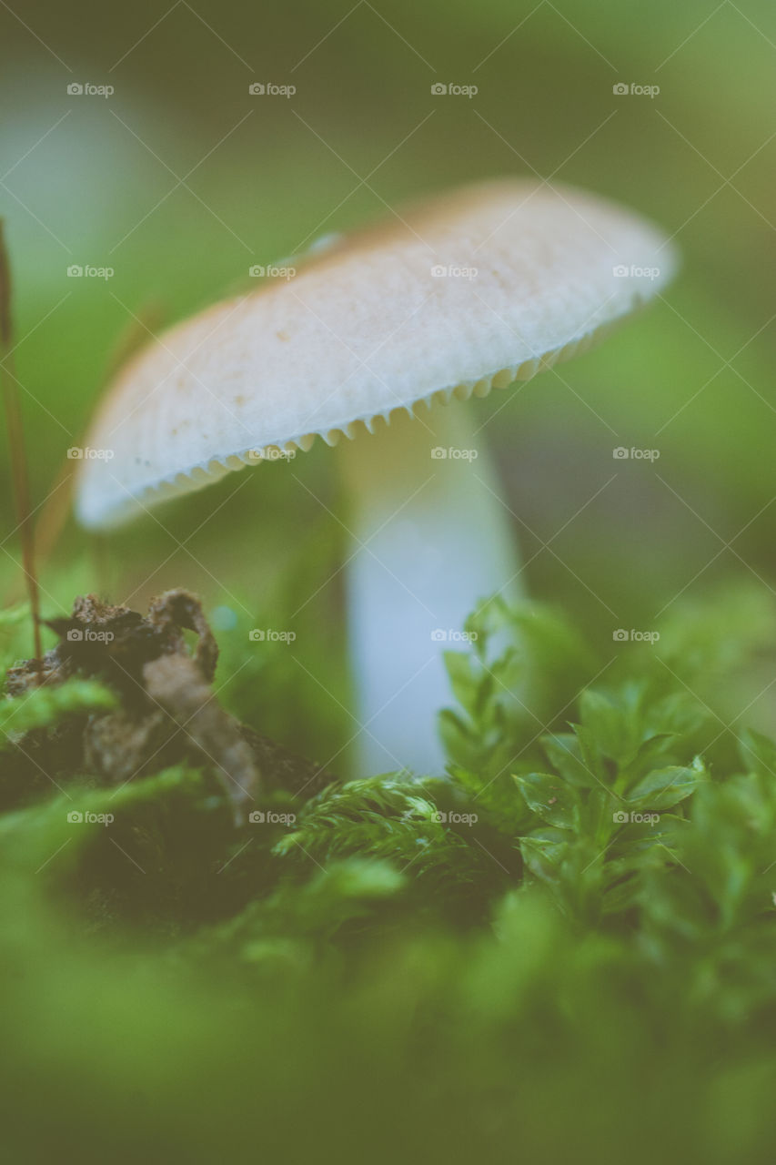 Close Up of Wild Mushroom in Moss 2