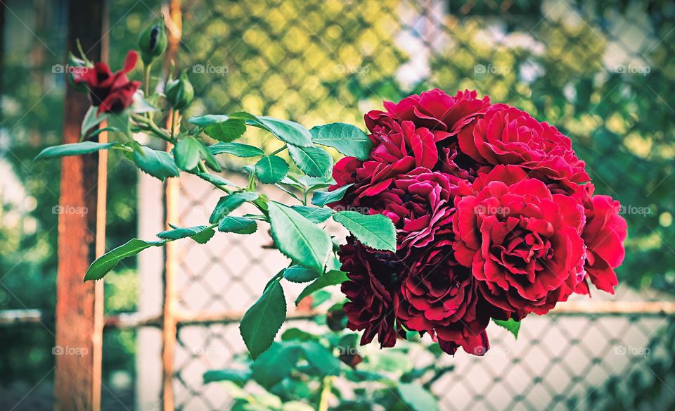 Beautiful red rose