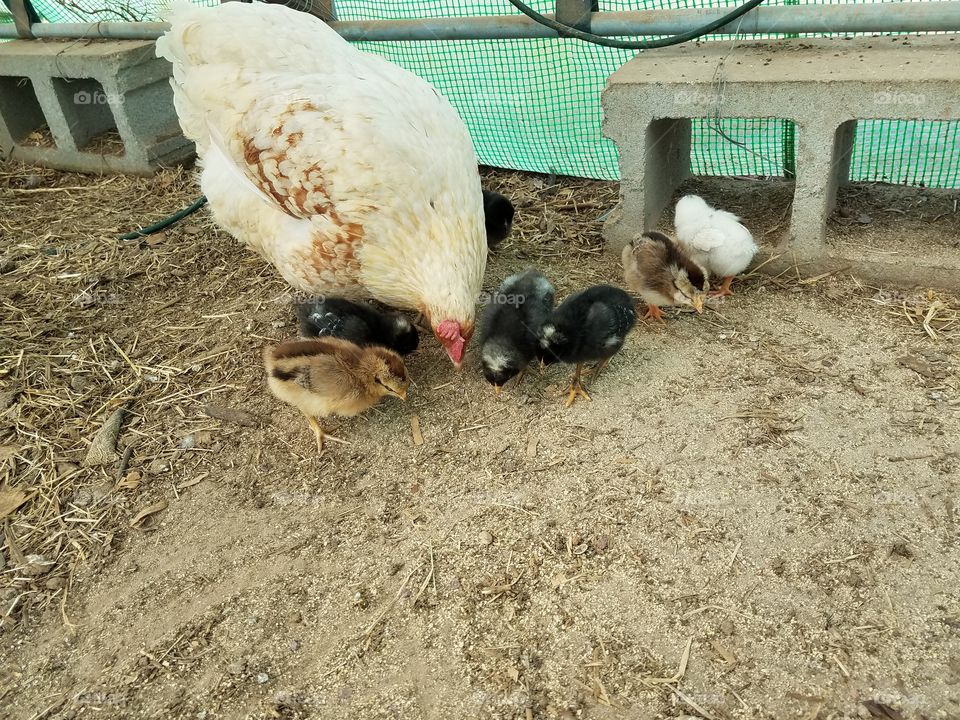 Big Mama and chicks