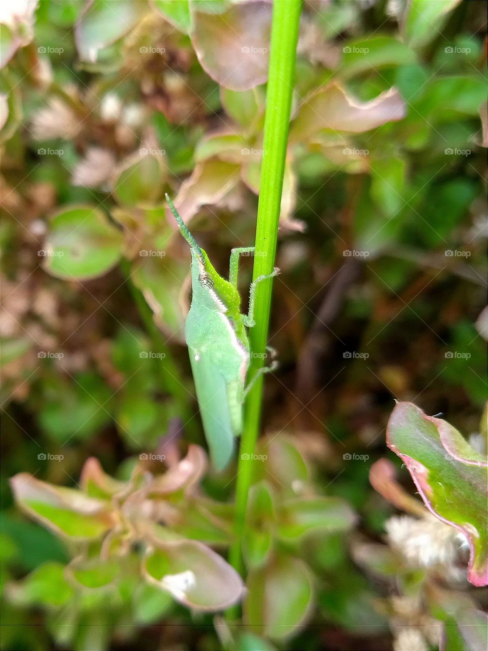 The effective of the green colour..